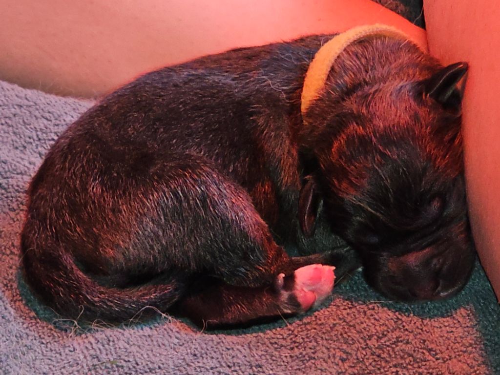 Des Patounes De Belledonne - Chiots disponibles - Leonberger