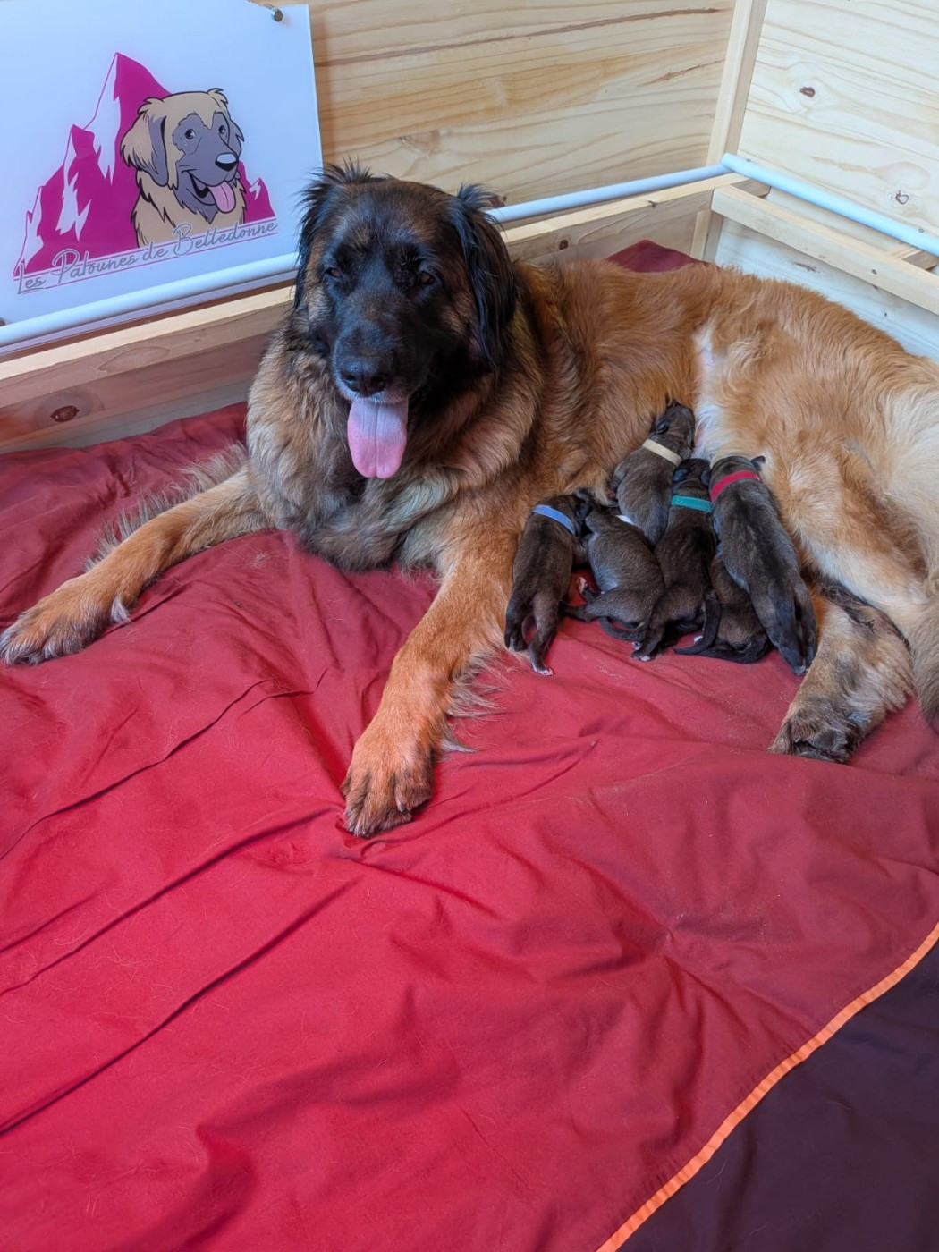 Chiot Leonberger Des Patounes De Belledonne