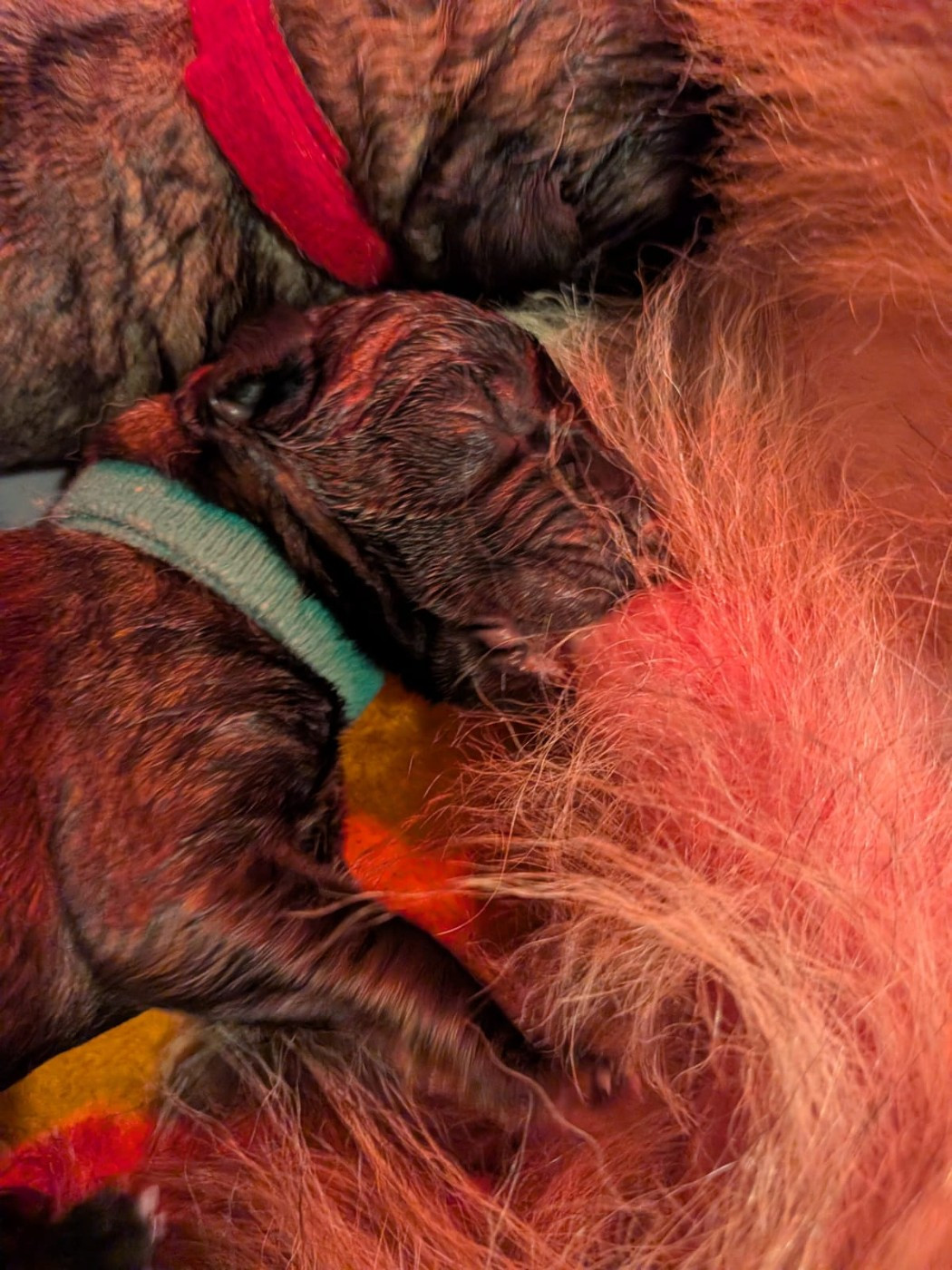 Des Patounes De Belledonne - Chiots disponibles - Leonberger