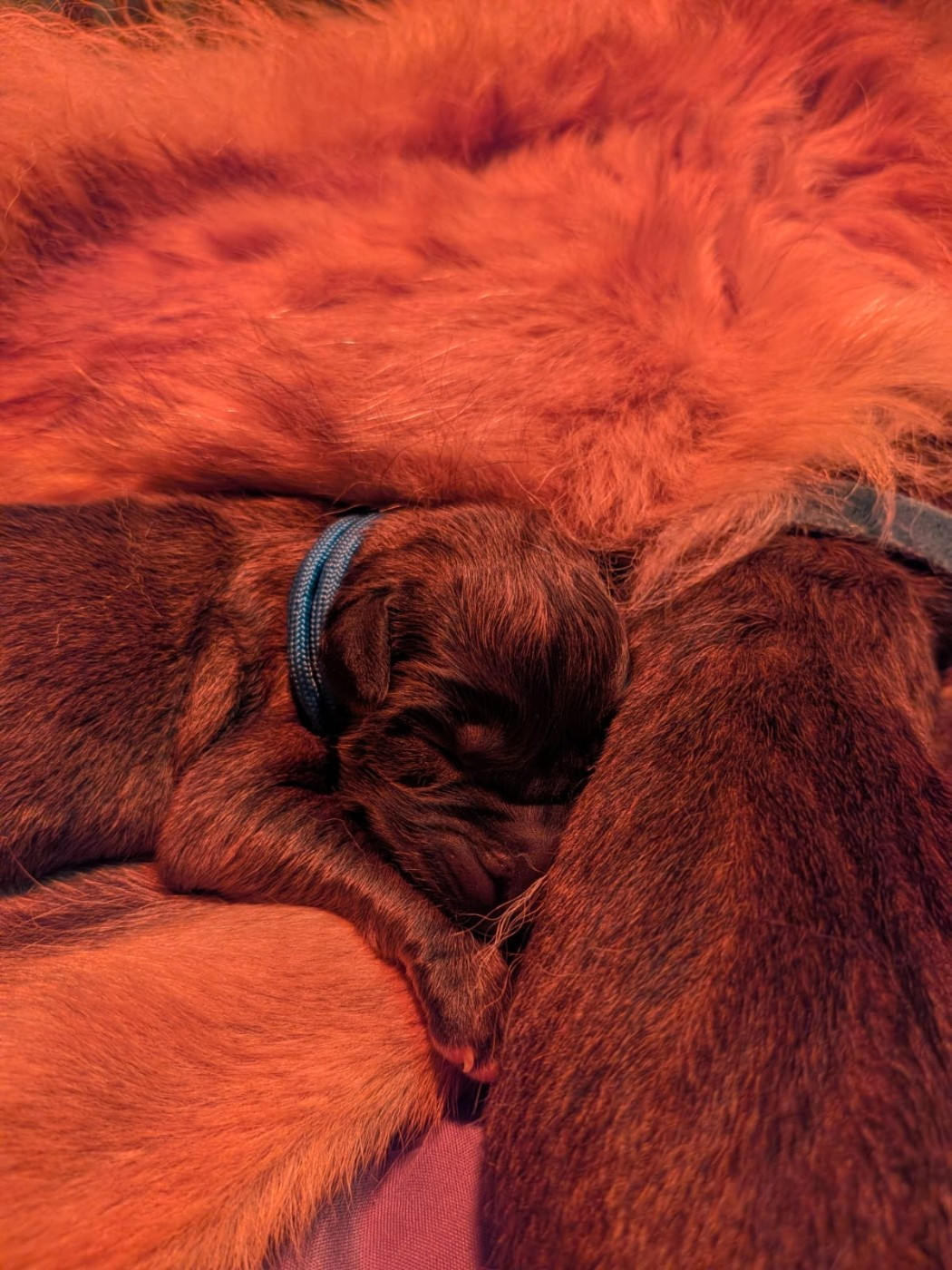 Des Patounes De Belledonne - Chiots disponibles - Leonberger