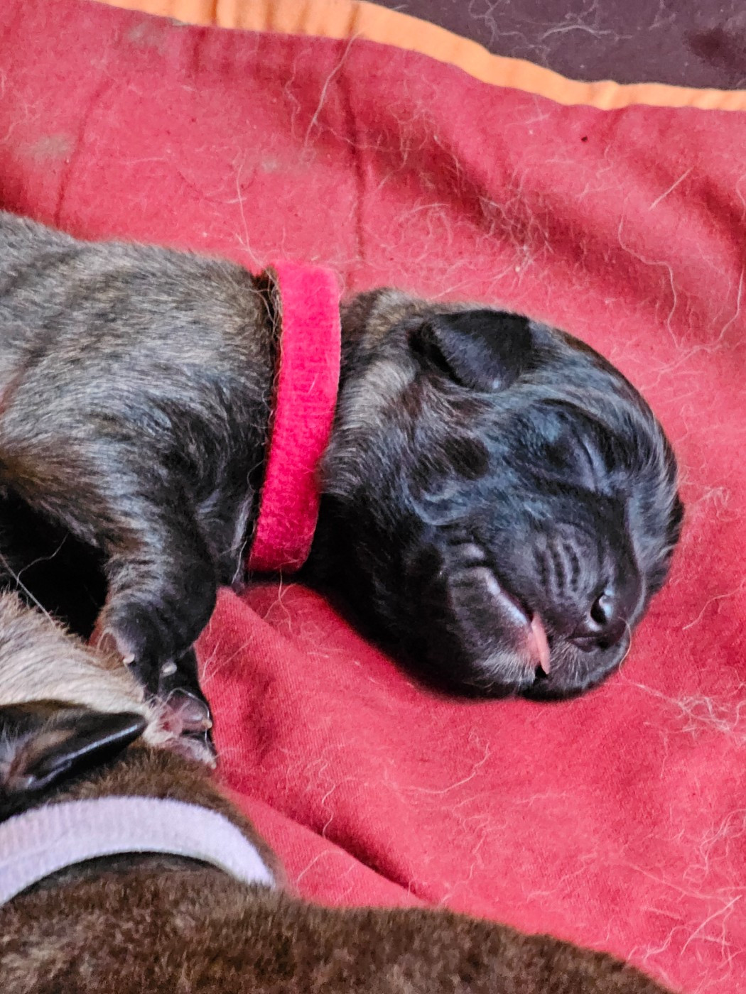 Des Patounes De Belledonne - Chiots disponibles - Leonberger