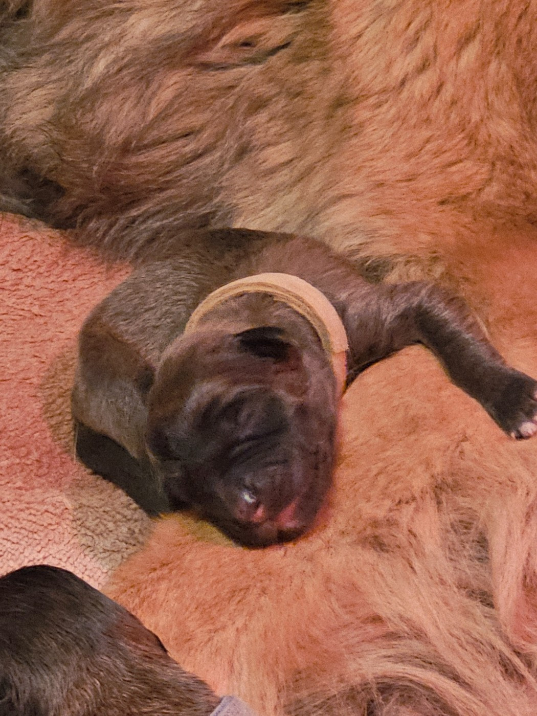 Des Patounes De Belledonne - Chiots disponibles - Leonberger