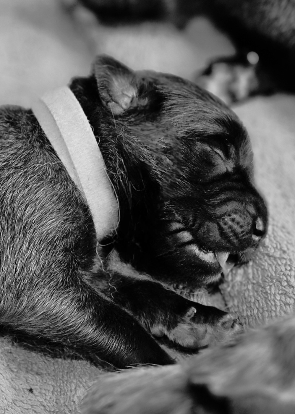 Des Patounes De Belledonne - Chiots disponibles - Leonberger