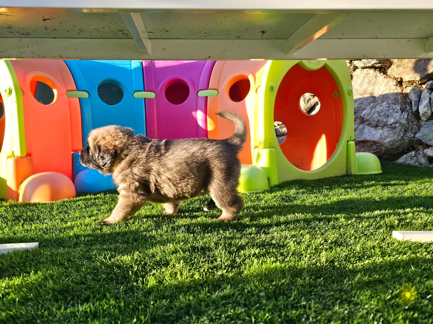 Des Patounes De Belledonne - Chiots disponibles - Leonberger