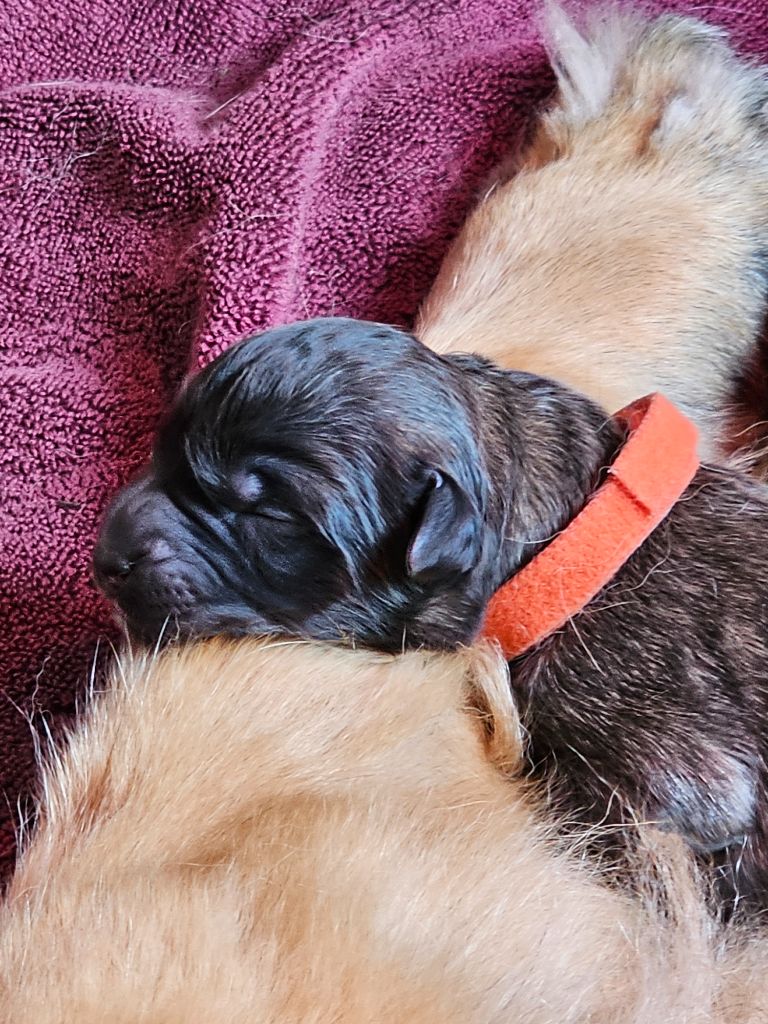 Des Patounes De Belledonne - Chiots disponibles - Leonberger