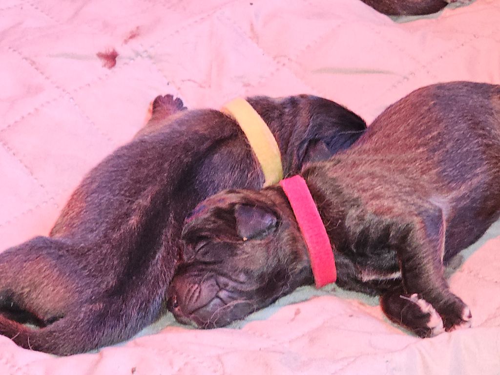 Des Patounes De Belledonne - Chiots disponibles - Leonberger