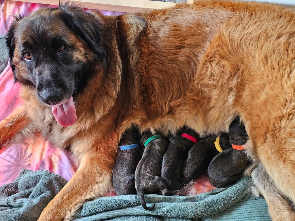 Chiot Leonberger Des Patounes De Belledonne