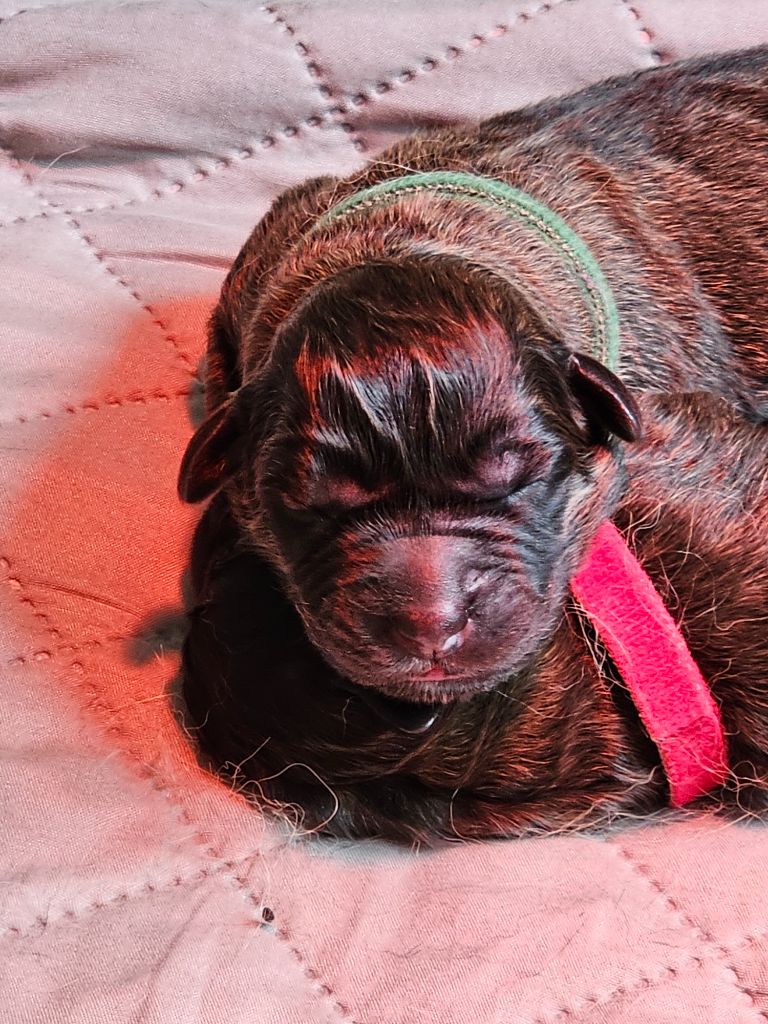 Des Patounes De Belledonne - Chiots disponibles - Leonberger