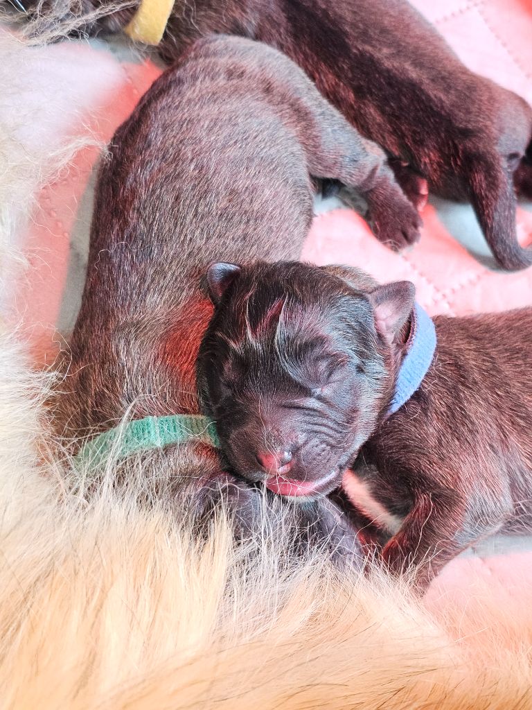 Des Patounes De Belledonne - Chiots disponibles - Leonberger